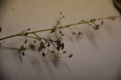 Thalictrum venulosum