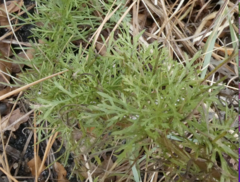 Eupatorium compositifolium
