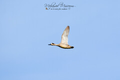 Marmaronetta angustirostris