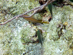 Azurina multilineata