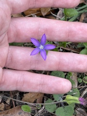 Triodanis perfoliata