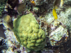 Porites astreoides