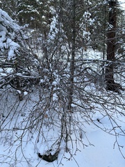 Acer glabrum