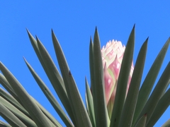 Yucca treculiana