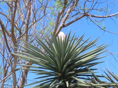 Yucca treculiana