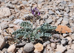 Astragalus tidestromii