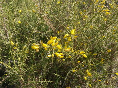 Ulex parviflorus