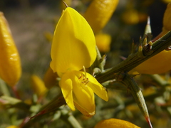 Ulex parviflorus