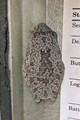 Boana xerophylla