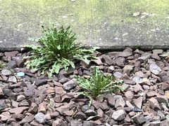 Taraxacum officinale