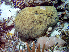 Pseudodiploria strigosa