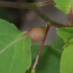 Neolasioptera impatientifolia