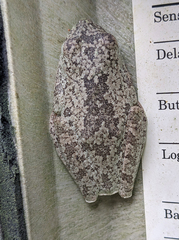 Boana xerophylla