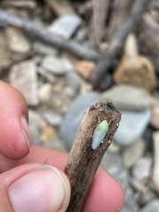 Gyponana angulata