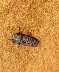 Cuerna costalis