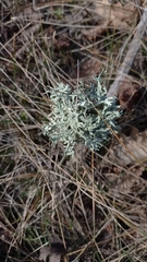 Pseudevernia furfuracea