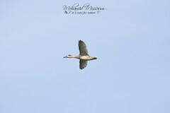 Marmaronetta angustirostris