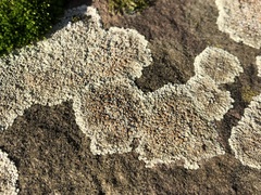 Protoparmeliopsis muralis