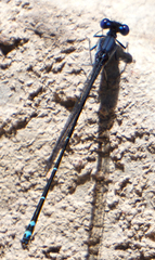 Argia translata