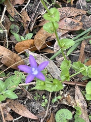 Triodanis perfoliata