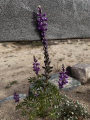 Lupinus arizonicus