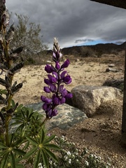 Lupinus arizonicus