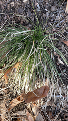 Carex pedunculata