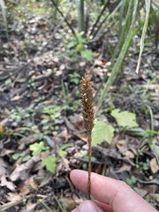 Elytraria caroliniensis