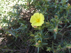Cistus calycinus