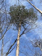 Pinus