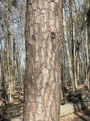 Pinus