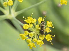 Lasioglossum loetum
