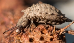 Palpares libelluloides