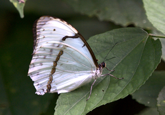 Morpho epistrophus