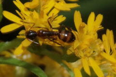 Camponotus subbarbatus