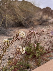 Chylismia claviformis