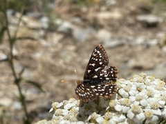 Euphydryas colon