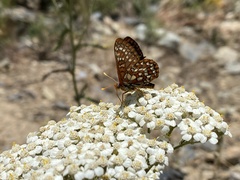 Euphydryas colon