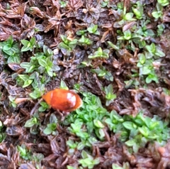 Sphaeroderma testaceum