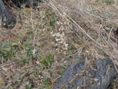 Verbesina virginica