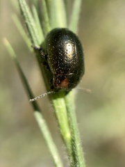 Chrysolina hyperici