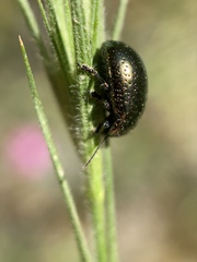 Chrysolina hyperici