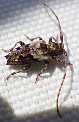 Pogonocherus hispidus