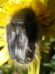 Tropinota hirta