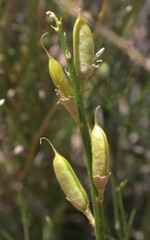 Astragalus toanus
