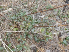 Verbesina virginica