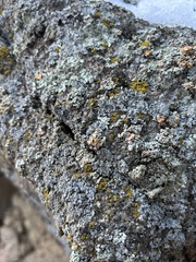 Rhizoplaca chrysoleuca