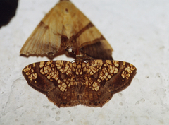 Nematocampa completa