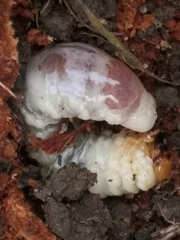 Lucanus cervus