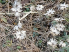 Verbesina virginica